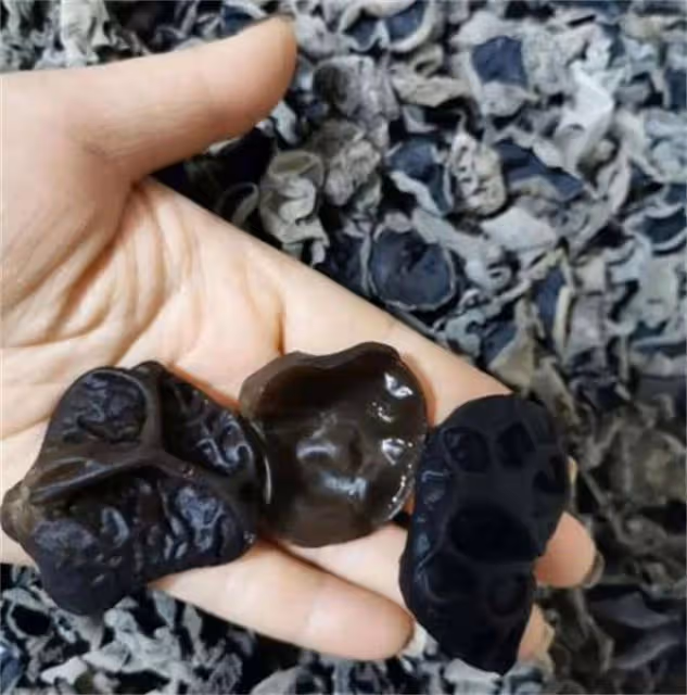 白玉木耳和黑木耳哪個好?白玉木耳和黑木耳有什麼區別?