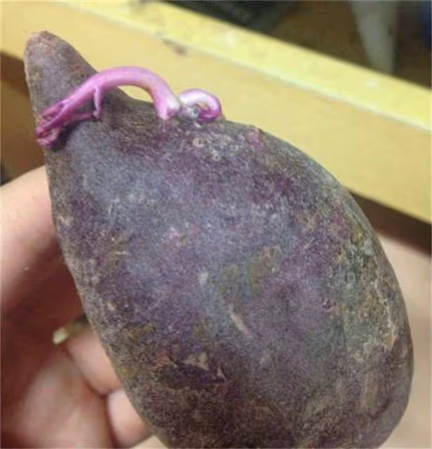 紫薯發芽了還能吃嗎?吃了會怎麼樣?如何避免紫薯發芽?