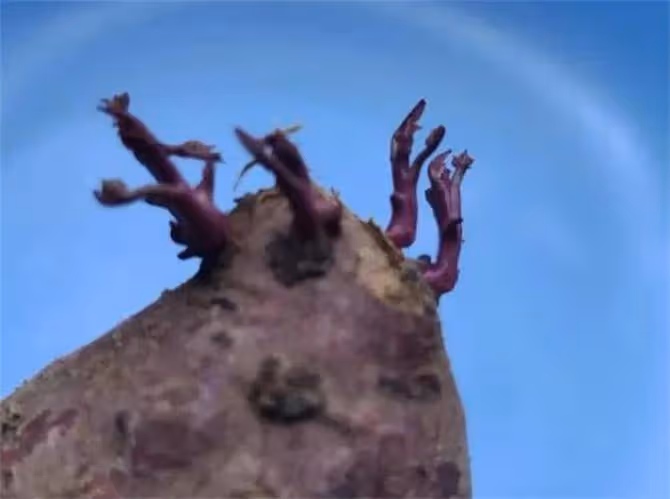 紫薯發芽了還能吃嗎?吃了會怎麼樣?如何避免紫薯發芽?
