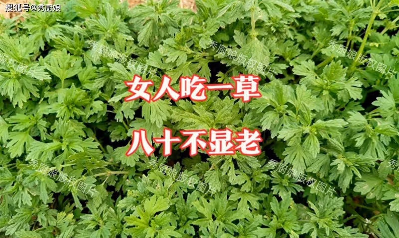 老人說「女人吃一草,八十不顯老」,立夏後正當季,別不懂吃!