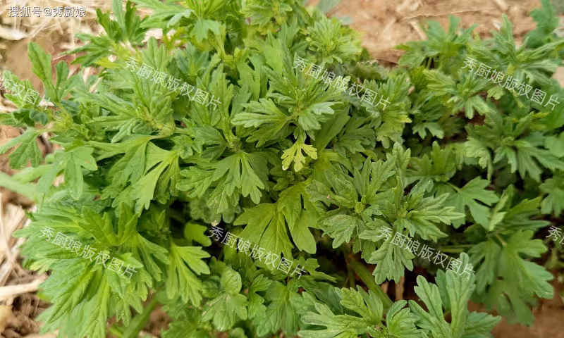 老人說「女人吃一草,八十不顯老」,立夏後正當季,別不懂吃!
