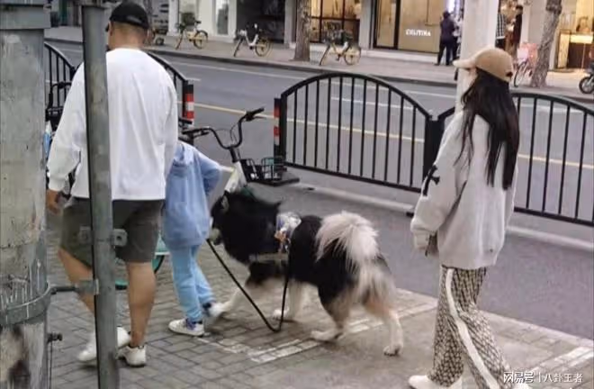 baby帶小海綿遛狗！新男友全程牽著小海綿怕他摔倒，已獲家人認可