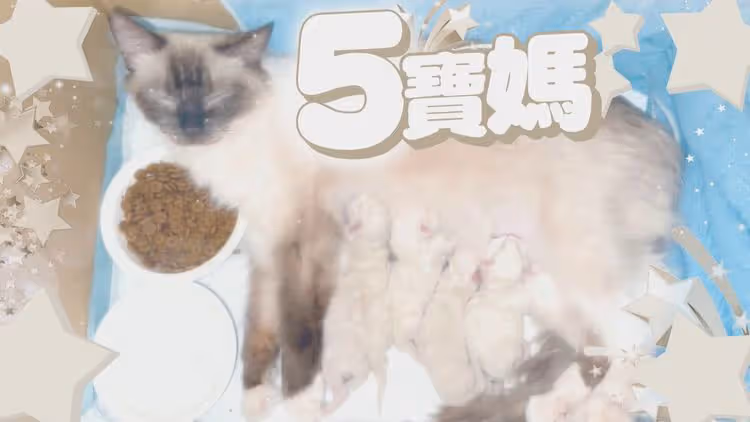貓皇指揮所｜貓奴一族集合！ 五胞胎小幼喵誕生