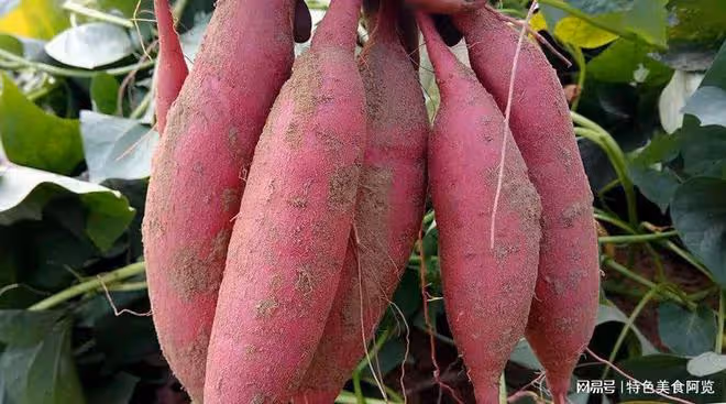 中國各地普遍栽培紅薯,那麼 你知道國內有名的10個紅薯產地在哪