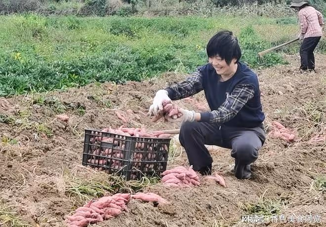 中國各地普遍栽培紅薯,那麼 你知道國內有名的10個紅薯產地在哪