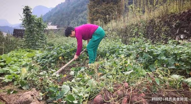 中國各地普遍栽培紅薯,那麼 你知道國內有名的10個紅薯產地在哪
