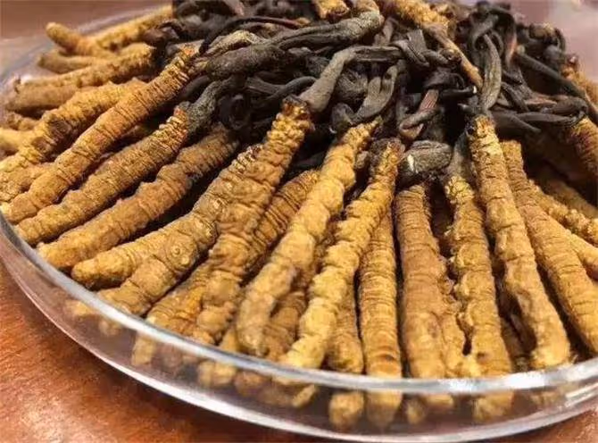 冬蟲夏草怎樣鑑別好壞?教你辨別冬蟲夏草真假的六個步驟