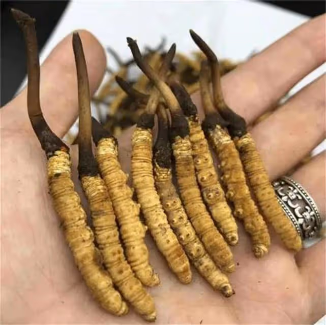 冬蟲夏草怎樣鑑別好壞?教你辨別冬蟲夏草真假的六個步驟