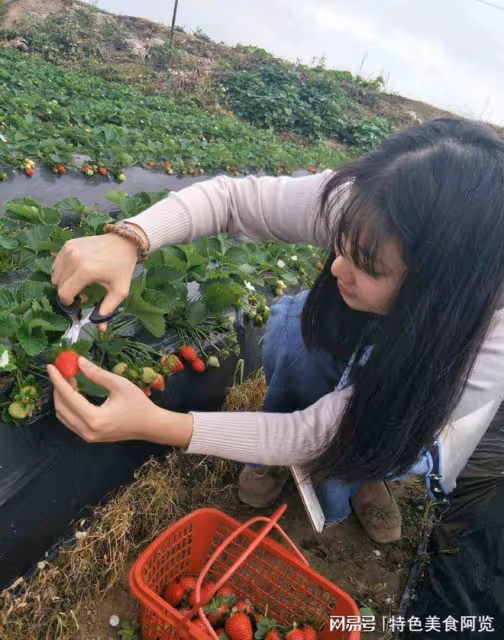 草莓是哪裡的特產?中國10個草莓主要產地,你覺得哪裡最有名?
