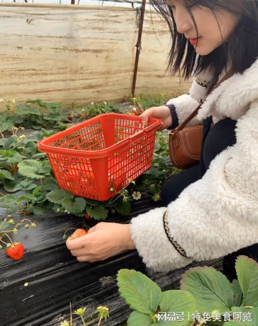 草莓是哪裡的特產?中國10個草莓主要產地,你覺得哪裡最有名?