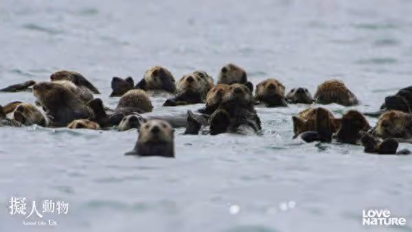 動物界PUA大師！超萌水獺行徑卻像土匪　「綁架人質」換免費午餐