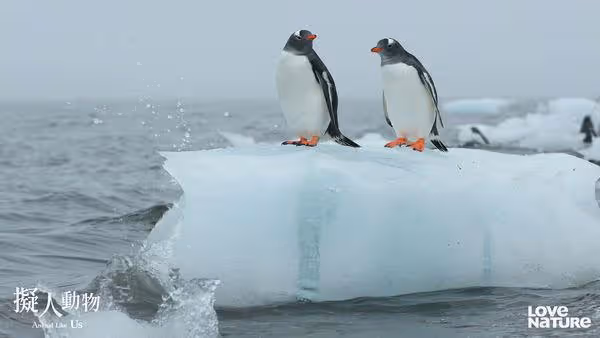 動物界PUA大師！超萌水獺行徑卻像土匪　「綁架人質」換免費午餐
