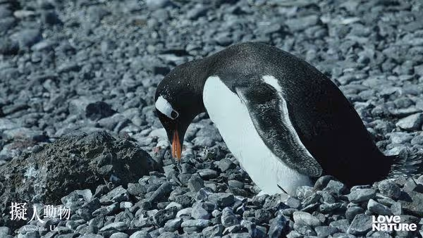 動物界PUA大師！超萌水獺行徑卻像土匪　「綁架人質」換免費午餐