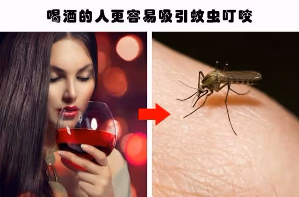 原來蚊子的最大剋星不是蚊香？其實驅蚊很簡單，整晚開窗都不怕