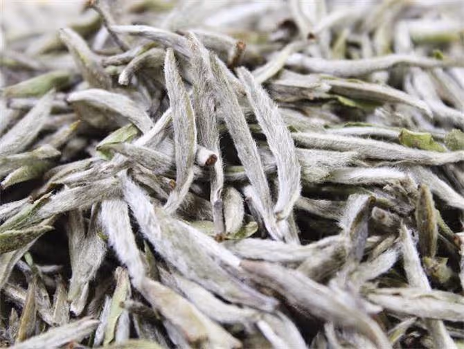 白毫銀針是什麼茶?眾多白茶中,為什麼愛茶人偏愛白毫銀針?