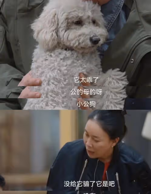 張頌文和他的狗遇到了這輩子最大的剋星-那英!簡直太好笑了!