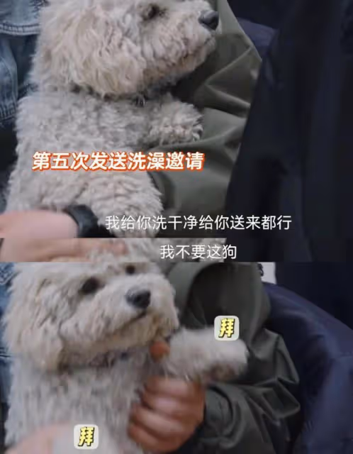 張頌文和他的狗遇到了這輩子最大的剋星-那英!簡直太好笑了!