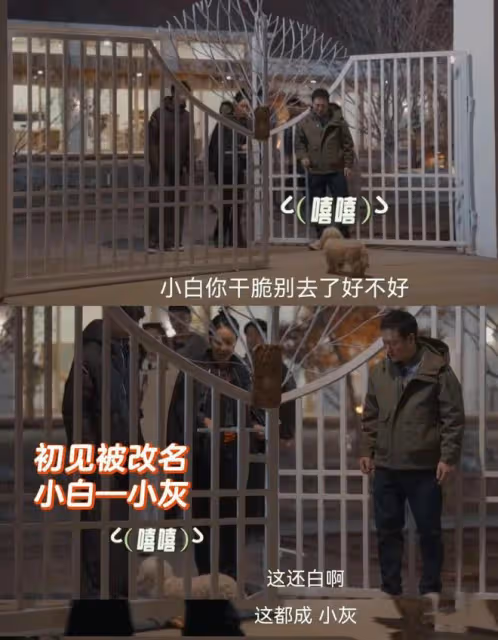 張頌文和他的狗遇到了這輩子最大的剋星-那英!簡直太好笑了!