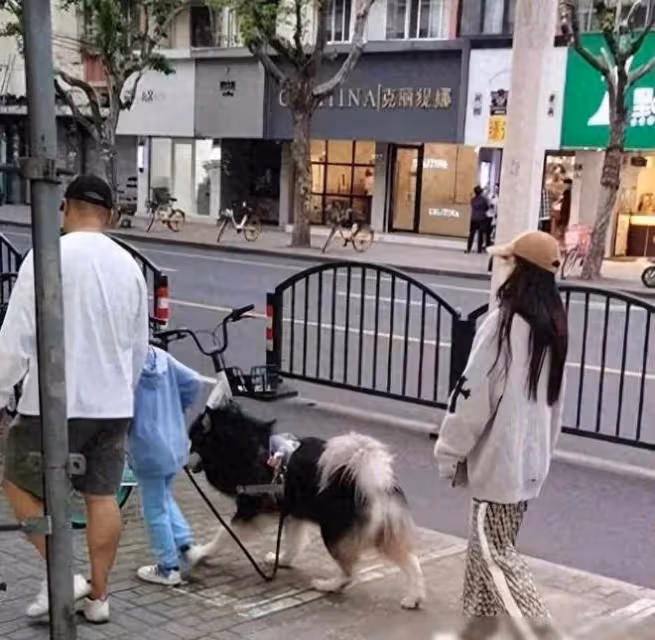 網友上海偶遇楊穎帶小海綿出門 母子倆遛狗散步愜意鬆弛