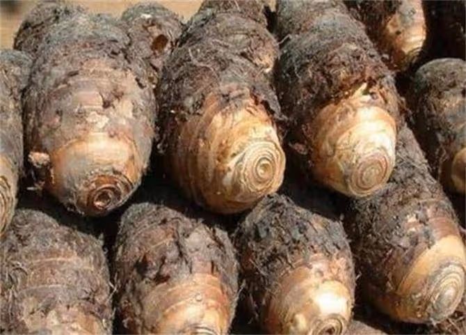 芋頭一般幾月份成熟收穫？芋頭什麼時候收穫？