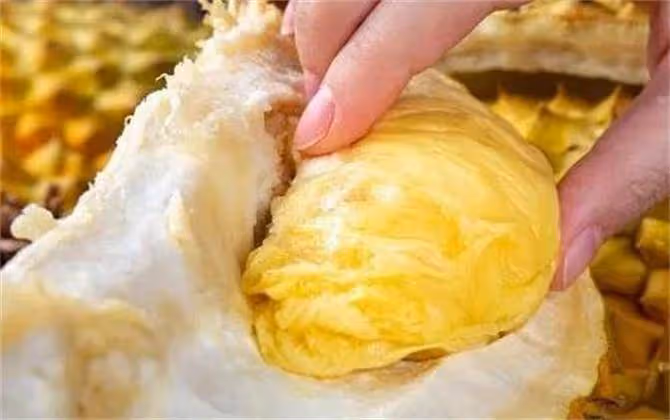 貓山王榴槤和金枕榴槤,價格相差五倍,到底哪個更好吃?