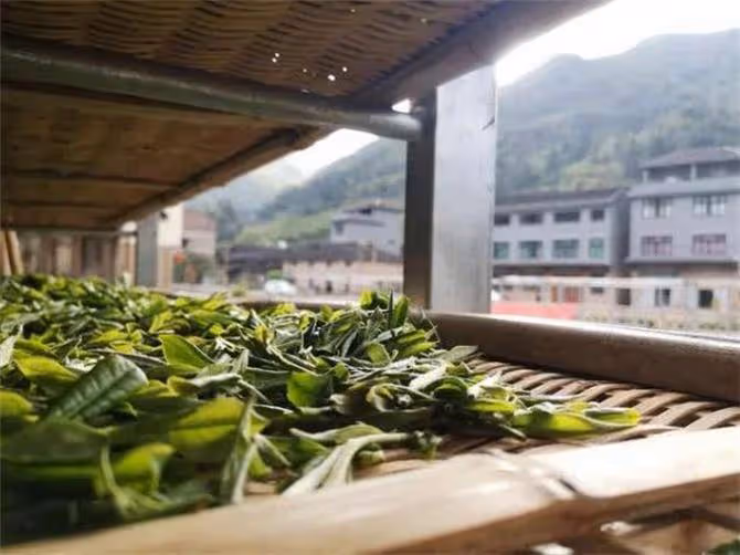 福鼎白茶產地哪裡的最正宗？白茶的主要產地是哪裡？
