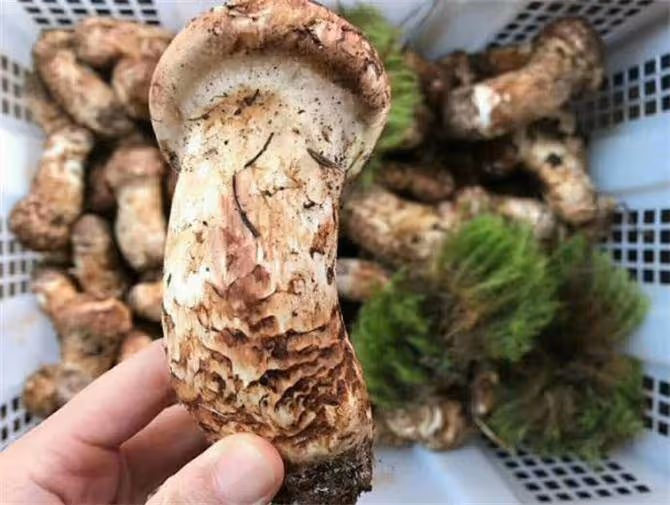 新鮮松茸怎麼長期保存?松茸長期保存的小技巧