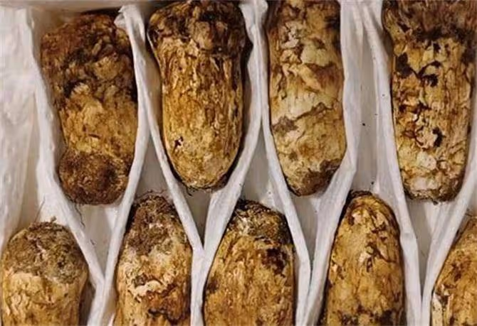 新鮮松茸怎麼長期保存?松茸長期保存的小技巧