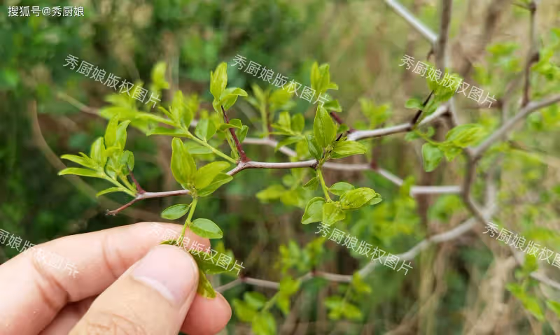 很多人只吃果實,其實葉子才是寶貝,一養肝,二護眼,三安神助眠