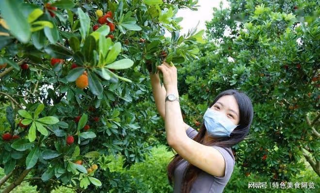 我國哪裡的楊梅最有名?網友推薦這10個地方楊梅,你家鄉上榜了嗎