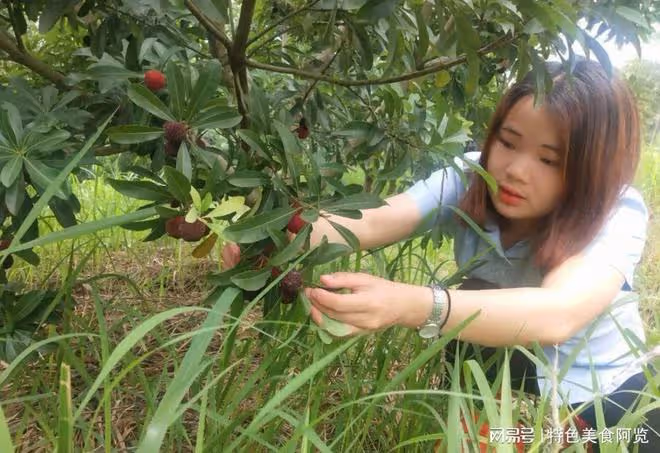 我國哪裡的楊梅最有名?網友推薦這10個地方楊梅,你家鄉上榜了嗎
