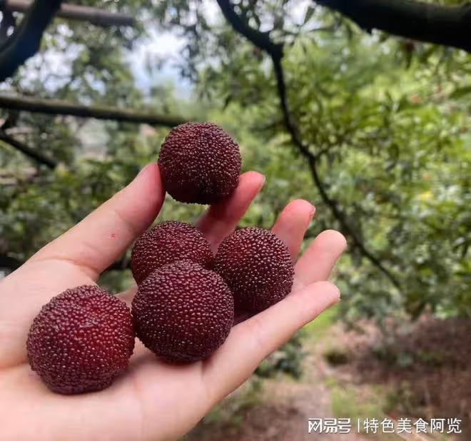 我國哪裡的楊梅最有名?網友推薦這10個地方楊梅,你家鄉上榜了嗎