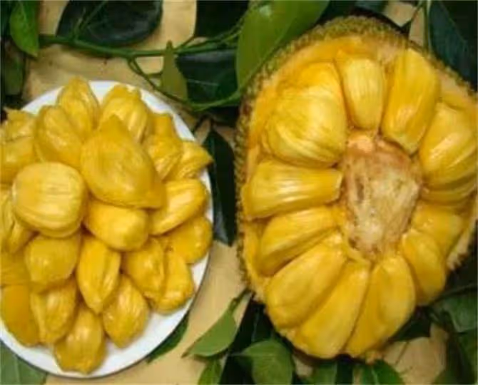 菠蘿蜜是涼性還是熱性？菠蘿蜜很甜，你知道它有什麼營養價值嗎？