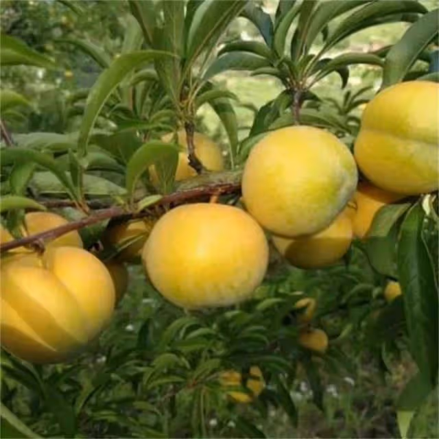 蜂糖李產地在哪裡？蜂糖李產量低的原因是什麼？