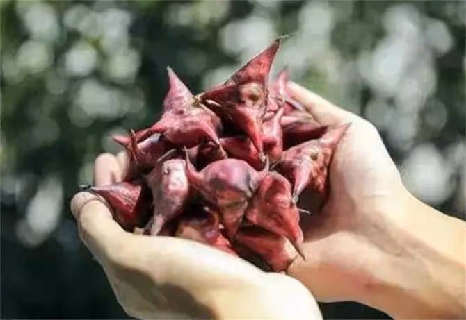 菱角幾月份成熟?菱角什麼時候吃最好?
