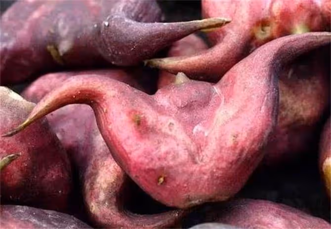 菱角幾月份成熟?菱角什麼時候吃最好?