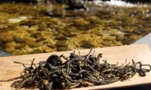 長期喝白開水與長期喝茶的人相比,誰的身體更健康?趕緊看看
