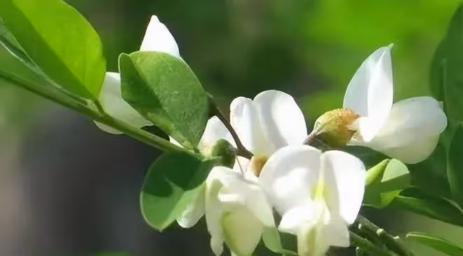 維生素C是蘋果的10倍!這種花營養豐富又鮮美,現在吃正好