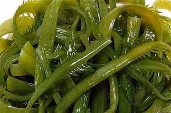 裙帶菜和海帶,到底誰才是「海藻之王」?哪個營養價值高?