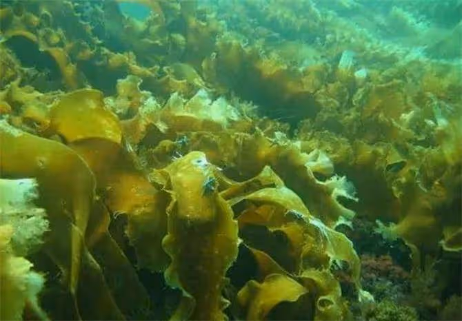 海帶是海裡面生長的嗎?它是飄在海上還是長在海底?