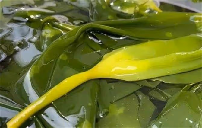 海帶是海裡面生長的嗎?它是飄在海上還是長在海底?