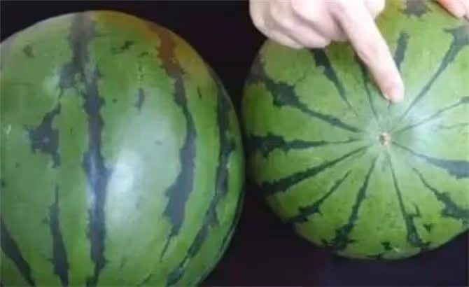 西瓜熟不熟,就看這幾個地方,看一眼就能判斷出生熟