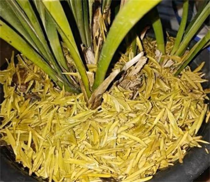 茶葉水可以澆花嗎?澆什麼花比較合適?