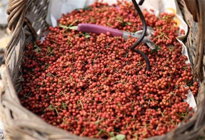 花椒什麼時候採摘比較好?怎樣分辨花椒是否成熟?