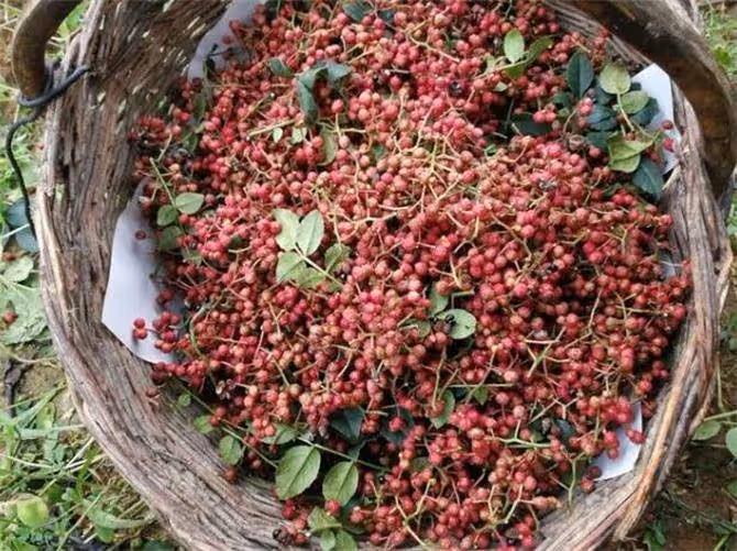花椒什麼時候採摘比較好?怎樣分辨花椒是否成熟?