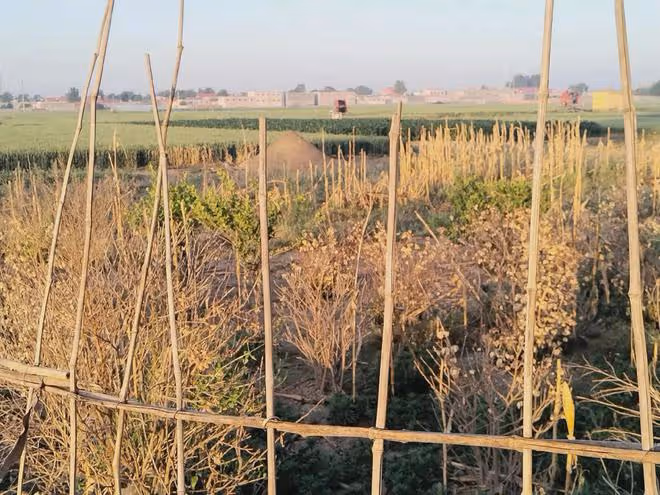 丈夫心梗不到2小時離世,插兜離家再沒回,妻子:兩娃從此沒了爹