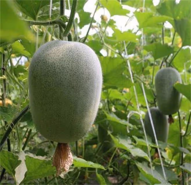 冬瓜可以生吃嗎?水果冬瓜可以直接吃嗎?