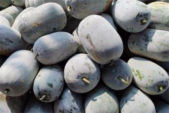 冬瓜可以生吃嗎?水果冬瓜可以直接吃嗎?