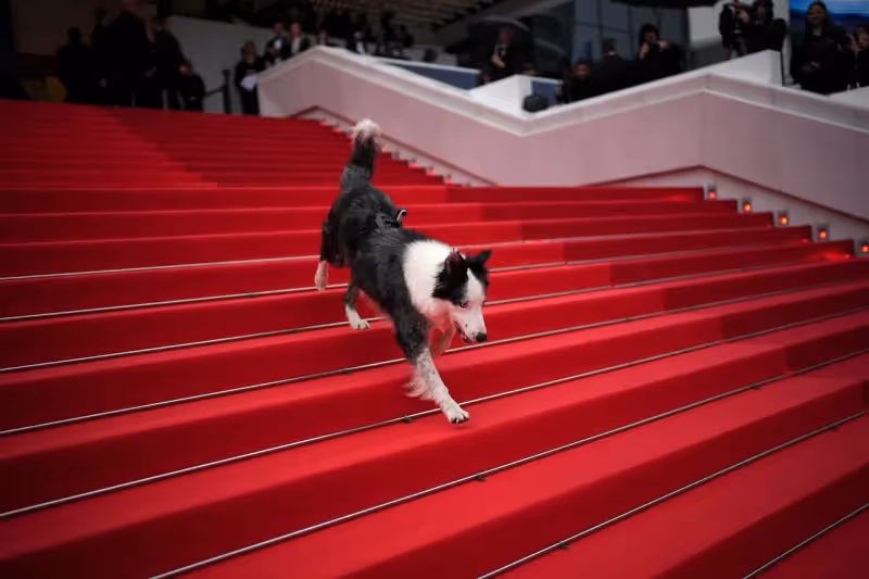 坎城影展｜彭于晏帥氣登紅毯　萌犬梅西現蹤成亮點