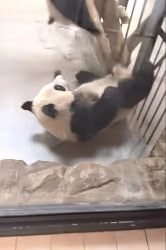 汪小菲馬筱梅牽手旅遊,看大熊貓心情好,到自家餐廳吃飯,又秀恩愛